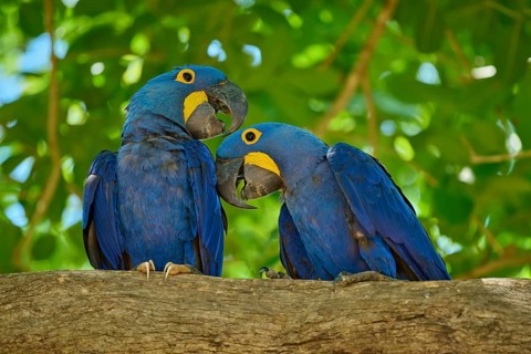 Two blue parrots sitting in close interaction on a tree branch, Hyacinth Macaw (Anodorhynchus