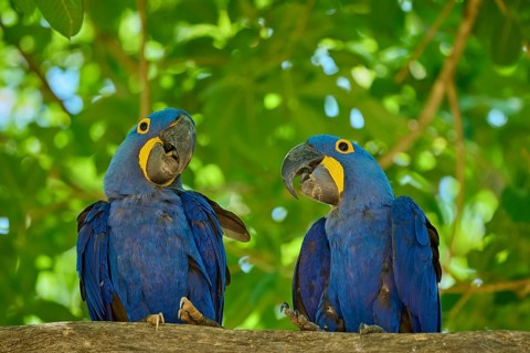 Pair of blue macaws sitting on a branch surrounded by green nature, Hyacinth Macaw (Anodorhynchus