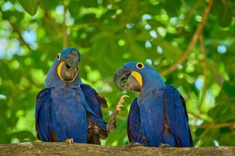 Two blue macaws on a branch, one raises its foot, with green background, Hyacinth Macaw