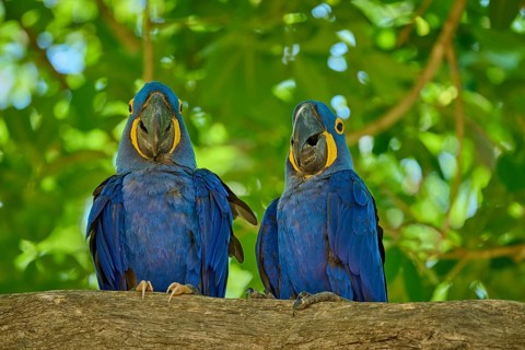 Two blue macaws on a branch with deep green leaves in the background, vivid colours, Hyacinth Macaw
