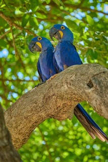 Two blue parrots side by side on a branch under a green canopy, Hyacinth Macaw (Anodorhynchus