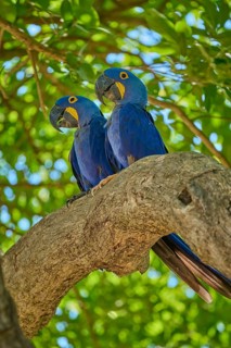 Two blue parrots on a branch, surrounded by bright green leaves, Hyacinth Macaw (Anodorhynchus