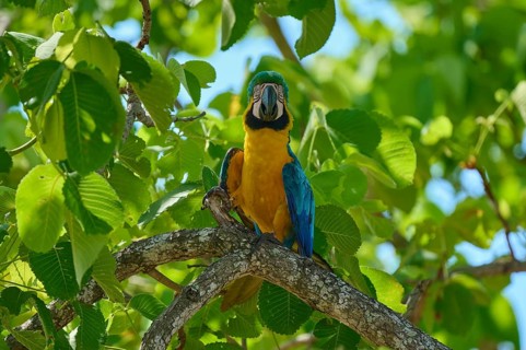 A blue and yellow parrot sits on a branch surrounded by lush green leaves on a sunny day,