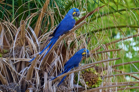 Two blue parrots sitting on a palm tree in a tropical environment, Hyacinth Macaw (Anodorhynchus