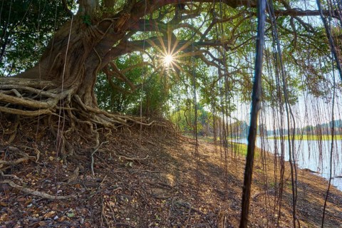 Sunlight penetrates dense tree roots on a riverbank, creates a mystical natural atmosphere,