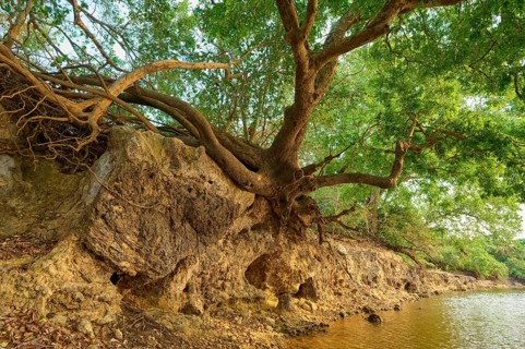 Old tree with branched roots on the banks of a river, peaceful shade, Rio Negro, Fazenda Barranco