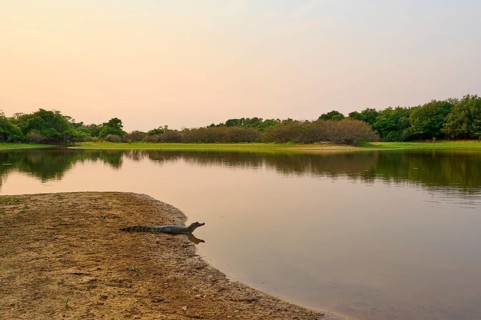 Yacare caiman (Caiman yacare, Caiman crocodilus yacara), lying on the riverbank at sunset,