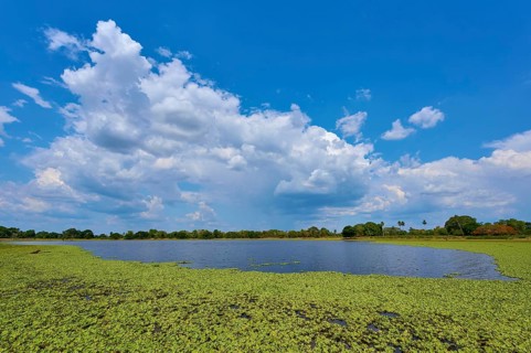 View of the lake with aquatic plants, lettuce and dramatic clouds in the sky, Fazenda Barranco