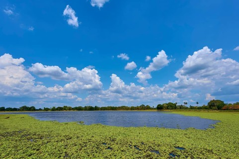 Big sky with white clouds over a lake with green water lettuce, Fazenda Barranco Alto, Pantanal,