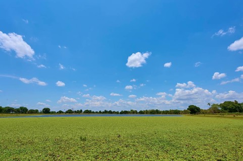 Clouds on a clear blue sky over a wide lake with lettuce, Fazenda Barranco Alto, Pantanal, UNESCO