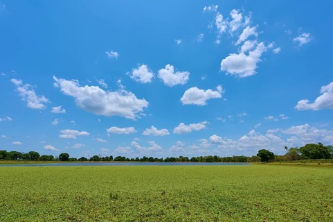 Clear blue sky with sheep clouds over a large lake with water lettuce, Fazenda Barranco Alto,