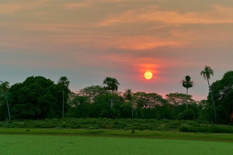 Bright sunrise behind palm trees with wide meadow in the foreground, Fazenda Barranco Alto,