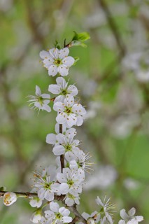 Blossom branch, blackthorn (Prunus spinosa), also known as blackthorn, close-up with bokeh in the