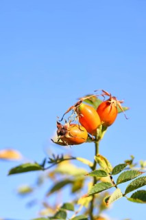 Ripe rosehip fruit of the dog rose (Rosa canina) on a branch, in front of a blue sky, Wilnsdorf,