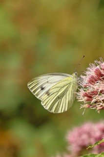 A Cabbage butterfly (Pieris brassicae) sucking nectar on the flower of a Hemp agrimony