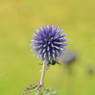 Blue globe thistle (Echinops ritro), flower, ornamental plant in a garden, Wilnsdorf, North