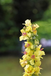 Dark mullein (Verbascum nigrum), flowers, inflorescence, in a natural garden, close-up, Wilnsdorf,