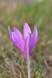 Autumn crocus (Colchicum autumnale), half-opened flower in a meadow, endangered, protected