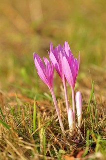 Autumn crocus (Colchicum autumnale), half-opened flowers in a meadow, endangered, protected