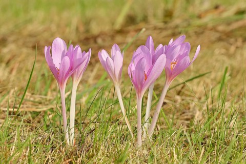 Autumn crocus (Colchicum autumnale), half-opened flowers in a meadow, endangered, protected