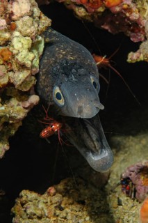 Underwater photo symbiotic behaviour symbiosis of Mediterranean moray eel (Muraena helena) opens