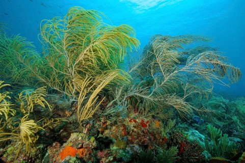 Underwater photo of Slimy Sea Plume (Pseudopterogorgia americana) Horn coral Horn coral species