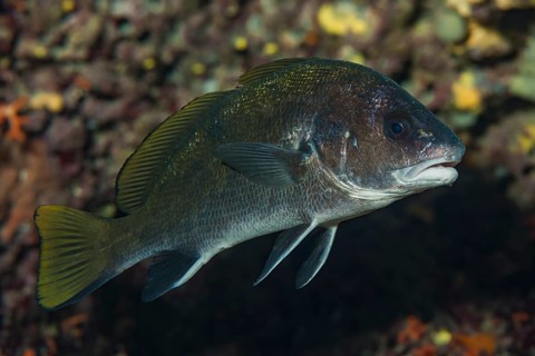 Underwater photo of common mullet (Sciaena umbra) hiding in a cave, Mediterranean Sea, Majorca,
