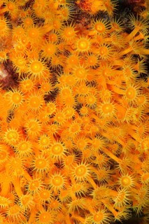 Underwater photo of colony of passively toxic poisonous marine animal Yellow cluster anemone