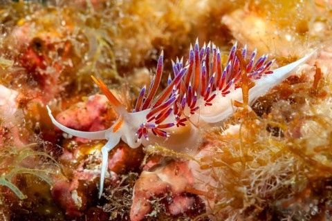 Underwater photo of nudibranch (Cratena peregrina) travelling thread snail with long appendages,
