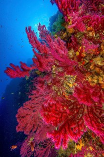 Underwater photo of Large fan of Red Violescent sea-whip (Paramuricea clavata), Mediterranean fan