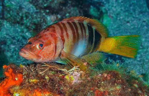 Underwater photo of close-up of Painted Comber (Serranus scriba), colour variant with red head,