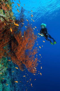 Underwater photo of Black coral (Antipathes dichotoma) growing on steep wall drop off of coral