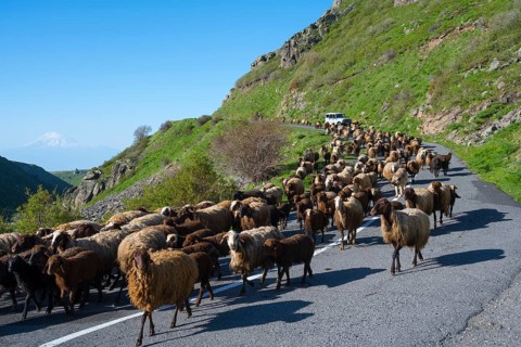 Large flock of sheep moving on a winding road through green hills, Amberd Gorge, with Mount Ararat