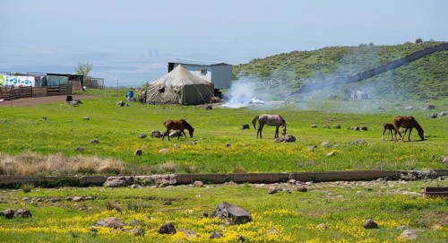 Tent and horses on a vast, blooming meadow in a mountain landscape, nomads, tents and caravans as