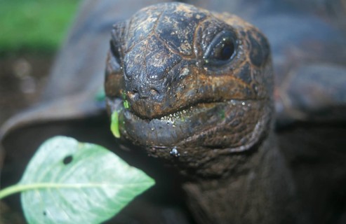 Giant tortoise on Chapwani Island near Zanzibar, Tanzania, Africa, June 2000, vintage, retro, old,