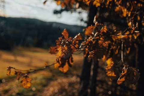 Autumn leaves in sunlight, golden lighting, Ternitz, Lower Austria, Austria