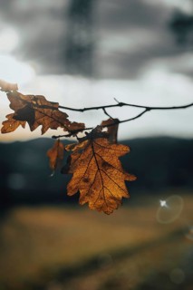 An oak leaf against the sun shows the fine leaf structures, Ternitz, Lower Austria, Austria