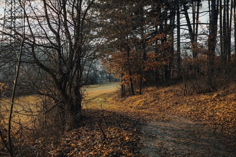 A wooded trail with autumn leaves, Ternitz, Lower Austria, Austria