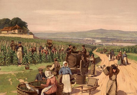 Vintage in Champagne in France, authentic reproduction of a school mural, historic, around 1900