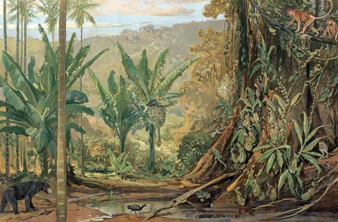 Jungle in Borneo, an island in the Malay Archipelago in Southeast Asia, Sunda Island, authentic
