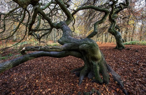 SÃ¼ntelbuchen (Fagus sylvatica), cripple beeches, Hexenwald, Semper Forest Park, near Lietzow,