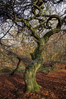 SÃ¼ntelbuchen (Fagus sylvatica), cripple beeches, Hexenwald, Semper Forest Park, near Lietzow,