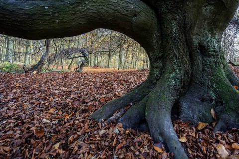 SÃ¼ntelbuchen (Fagus sylvatica), cripple beeches, Hexenwald, Semper Forest Park, near Lietzow,
