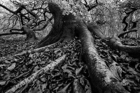 SÃ¼ntelbuchen (Fagus sylvatica), cripple beeches, Hexenwald, Semper Forest Park, black and white