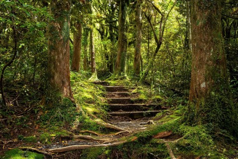 Hiking trail in the forest, old trees, ferns, mosses and lichens. Dawson Falls Walking Tracks,