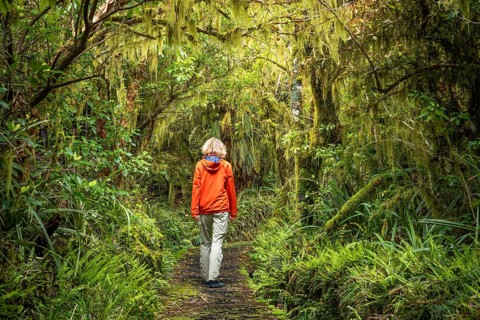 Female hiker on hiking trail in Goblin Forest, gnarled trees, ferns, mosses and lichens. Dawson