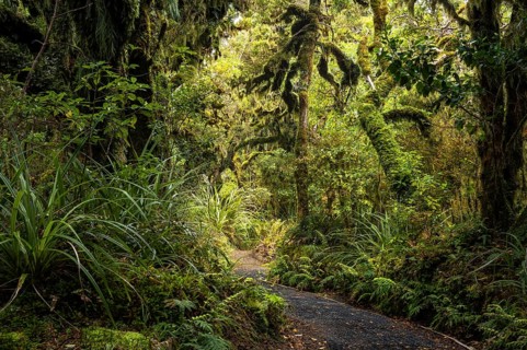 Goblin Forest hiking trail, gnarled trees, ferns, mosses and lichens. Dawson Falls Walking Tracks,