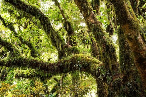 Gnarled tree with mosses and lichens, Goblin Forest, Dawson Falls Walking Tracks, Egmont National