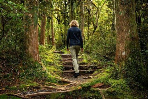 Female hiker on a hiking trail in the forest, old trees, ferns, mosses and lichens. Dawson Falls