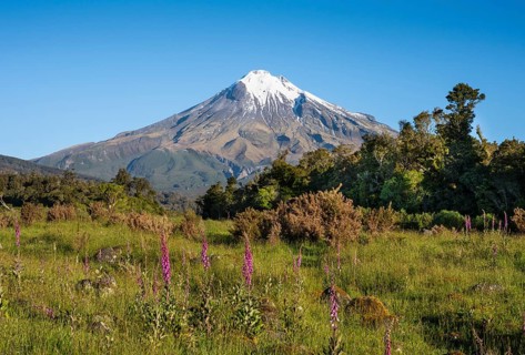 Mount Taranaki, in the foreground blooming foxglove (Digitalis purpurea) Egmont National Park,